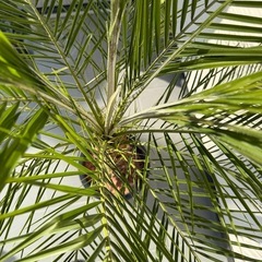 フェニックスロベレニー　引き続き限定　約140cm140cmの画像