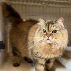 スコティッシュフォールド♀