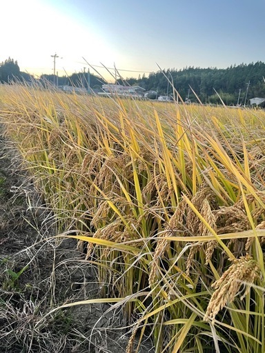 受付停止中　令和7年度産　 くまさんの輝き　玄米　30キロ