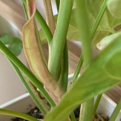 シンゴニウム ネオン　1鉢500円の画像