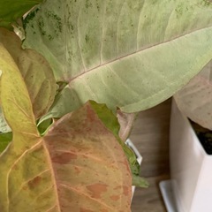 シンゴニウム ネオン　1鉢500円の画像