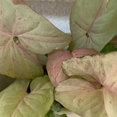 シンゴニウム ネオン　1鉢500円の画像