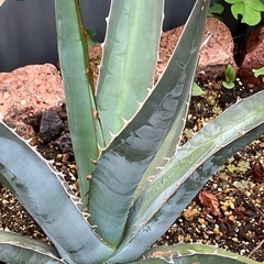 引き取り確定しましたの画像