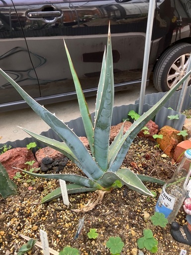 カーツ自走式スプレーカート型式 SJF5200 油圧式 カードー? sg079