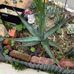 引き取り確定しましたの画像