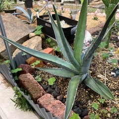 引き取り確定しましたの画像