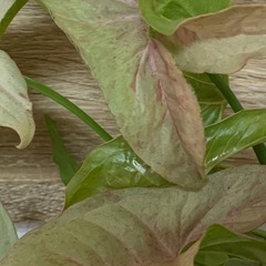 シンゴニウム ネオン　1鉢500円の画像