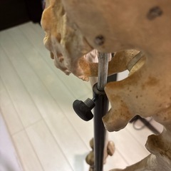 人体模型　骨格標本の画像