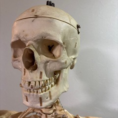 人体模型　骨格標本の画像