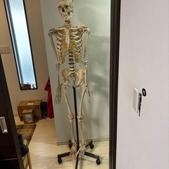 人体模型　骨格標本の画像