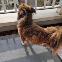 里親募集 お話中