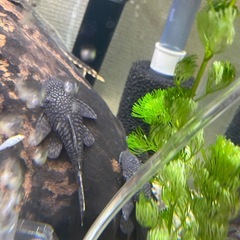 熱帯魚　プッシープレコの画像