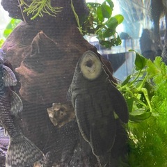 熱帯魚　プッシープレコの画像