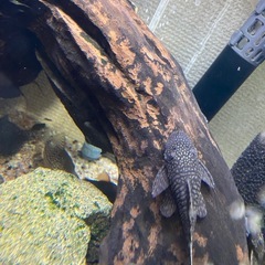 熱帯魚　プッシープレコの画像