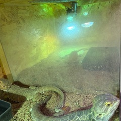 爬虫類ケージ　幅140奥50.5高39.4の画像