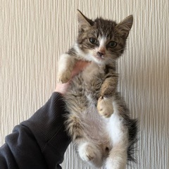 キジ白の男の子