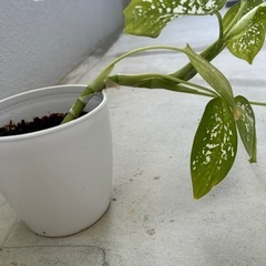 観葉植物♦️ディフェンバキア🌱⋆｡の画像