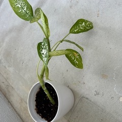 観葉植物♦️ディフェンバキア🌱⋆｡の画像