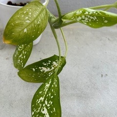 観葉植物♦️ディフェンバキア🌱⋆｡の画像