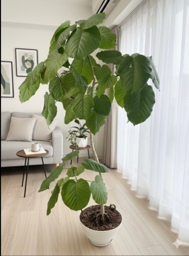 【23.24日の取引で1200円引き】フィカス　ウンベラータ