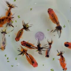 早いもの勝ち！当歳魚10匹セットの画像