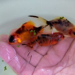 早いもの勝ち！当歳魚10匹セットの画像