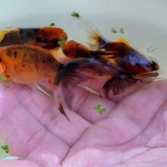 早いもの勝ち！当歳魚10匹セットの画像