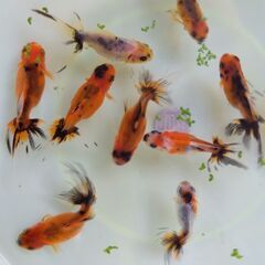 早いもの勝ち！当歳魚10匹セットの画像