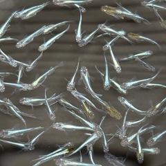 ラムネブルー　漏れ　全部で¥3500の画像