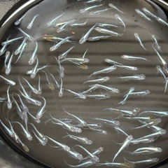 ラムネブルー　漏れ　全部で¥3500の画像