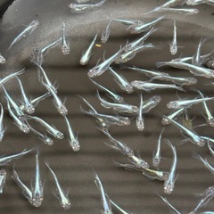 ラムネブルー　漏れ　全部で¥3500の画像