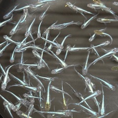 ラムネブルー　漏れ　全部で¥3500の画像