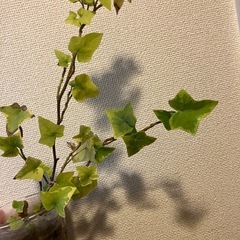 アイビー　水耕栽培の画像