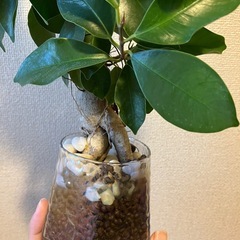 ガジュマルの画像