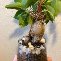 ガジュマルの画像