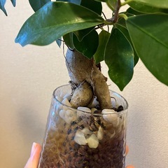 ガジュマルの画像