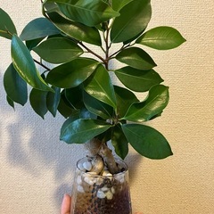 ガジュマルの画像