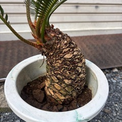 ソテツ　蘇轍　観葉植物　塊根植物　多肉植物　ビザールプランツ　レ...