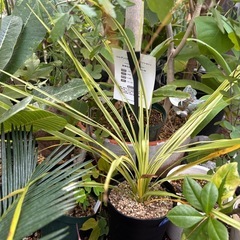 コルジリネ　ライムパッション　耐寒性-7℃  ロックガーデン　ド...