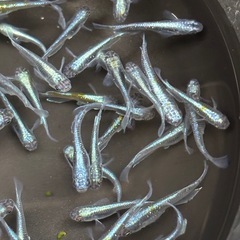 ラムネブルー　10匹　20匹　30匹の画像