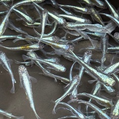 ラムネブルー　10匹　20匹　30匹の画像