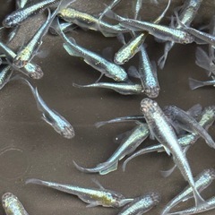 ラムネブルー　10匹　20匹　30匹の画像