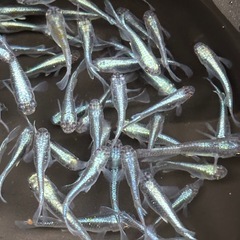 ラムネブルー　10匹　20匹　30匹の画像