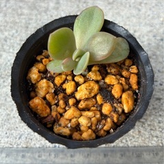 桃月🍑多肉植物ポット苗の画像