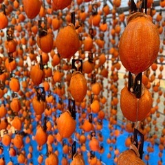 【体験型】究極の「我が家の市田柿」を創ってみよう！厳選渋柿18kgの画像