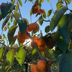 【体験型】究極の「我が家の市田柿」を創ってみよう！厳選渋柿18kgの画像