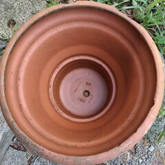 無料あげます 逗子 テラコッタ 植木鉢 36cm イタリア製 Made in Italy 木陽樹 アロエ 紫蘇 シソ DIY 畑 農園 ガーデン 盆栽 造園 緑化 庭いじり 菜園 野畑 プラントポット プランター グロスポット 緑黄色野菜 庭木 落葉樹 ガーデニング 農業 花 盆栽 移殖 シンボルツリー 外径 36cm 植物 樹木 花壇 花 家庭菜園 土いじり 観葉植物 栽培 の画像