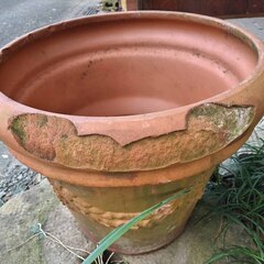 無料あげます 逗子 テラコッタ 植木鉢 36cm イタリア製 Made in Italy 木陽樹 アロエ 紫蘇 シソ DIY 畑 農園 ガーデン 盆栽 造園 緑化 庭いじり 菜園 野畑 プラントポット プランター グロスポット 緑黄色野菜 庭木 落葉樹 ガーデニング 農業 花 盆栽 移殖 シンボルツリー 外径 36cm 植物 樹木 花壇 花 家庭菜園 土いじり 観葉植物 栽培 の画像