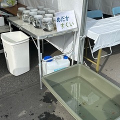 河内　イルミネーション　めだか掬い開催の画像