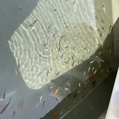 河内　イルミネーション　めだか掬い開催の画像